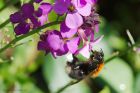 treeBumbleB_gdn_120621b.jpg