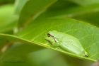 treeFrog_120612a.jpg