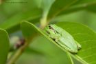 treeFrog_120612b.jpg