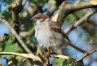 treeSparrow_041007a.jpg