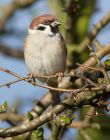 treeSparrow_070208a.jpg