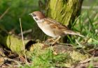 Filename=treeSparrow_070208c.jpg
Filesize=178KB
Dimensions=830x584
Date added=Aug 10, 2008 treeSparrow_070208c.jpg