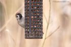 treeSparrow_130312b.jpg