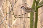 treeSparrow_130312c.jpg