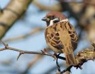 treeSparrow_201007a.jpg