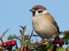 treeSparrow_201007b.jpg