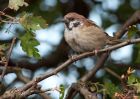 treeSparrow_230909a.jpg