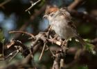 treeSparrow_230909h.jpg