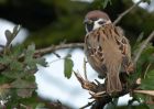 treeSparrow_301010f.jpg