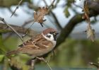 treeSparrow_301010j.jpg