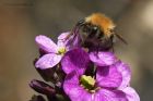 treebee_310514d.jpg