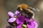 treebee_310514e.jpg