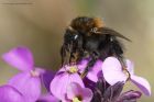 Filename=treebee_310514f.jpg
Filesize=258KB
Dimensions=1200x800
Date added=Aug 20, 2014 treebee_310514f.jpg