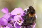 treebee_310514i.jpg