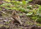 treecreeper_030410b.jpg