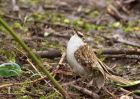 treecreeper_030410d.jpg