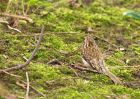 treecreeper_030410h.jpg