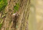 treecreeper_030410j.jpg