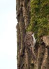 treecreeper_060310e.jpg