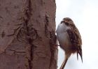 treecreeper_060310h.jpg