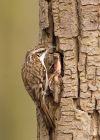 treecreeper_060310ii.jpg