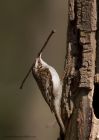 treecreeper_090411b.jpg