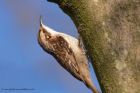 treecreeper_090411c.jpg