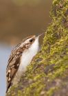 treecreeper_100410e.jpg