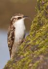 Filename=treecreeper_100410g.jpg
Filesize=228KB
Dimensions=714x1000
Date added=Apr 18, 2010 treecreeper_100410g.jpg
