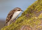 treecreeper_100410h.jpg