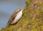 treecreeper_100410k.jpg