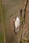 treecreeper_170312b.jpg