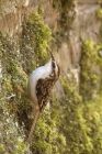 treecreeper_240314b.jpg