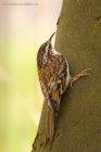 treecreeper_270216d.jpg