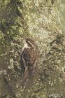Filename=treecreeper_290115a.jpg
Filesize=334KB
Dimensions=683x1024
Date added=Jan 29, 2015 treecreeper_290115a.jpg
