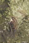 treecreeper_290115a.jpg