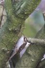 treecreeper_290115c.jpg