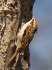 Filename=treecreeper_300308b.jpg
Filesize=205KB
Dimensions=596x800
Date added=Aug 19, 2008 treecreeper_300308b.jpg