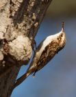 Filename=treecreeper_300308c.jpg
Filesize=190KB
Dimensions=638x800
Date added=Aug 19, 2008 treecreeper_300308c.jpg