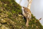 treecreeper_SP_140219a.jpg