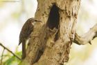 treecreeper_SP_240419a.jpg