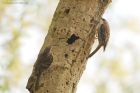 treecreeper_SP_240419b.jpg