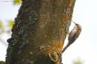 treecreeper_SP_240419d.jpg