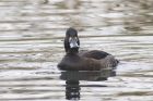 Filename=tufty_070215a.jpg
Filesize=302KB
Dimensions=1200x800
Date added=Mar 15, 2015 tufty_070215a.jpg