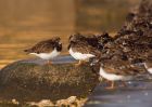 turnstone_02012010b.jpg