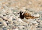 turnstone_020809f.jpg