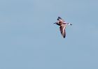 turnstone_020809g.jpg