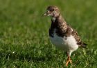 turnstone_051009b.jpg