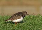 turnstone_0612b.jpg