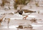 turnstone_091007a.jpg